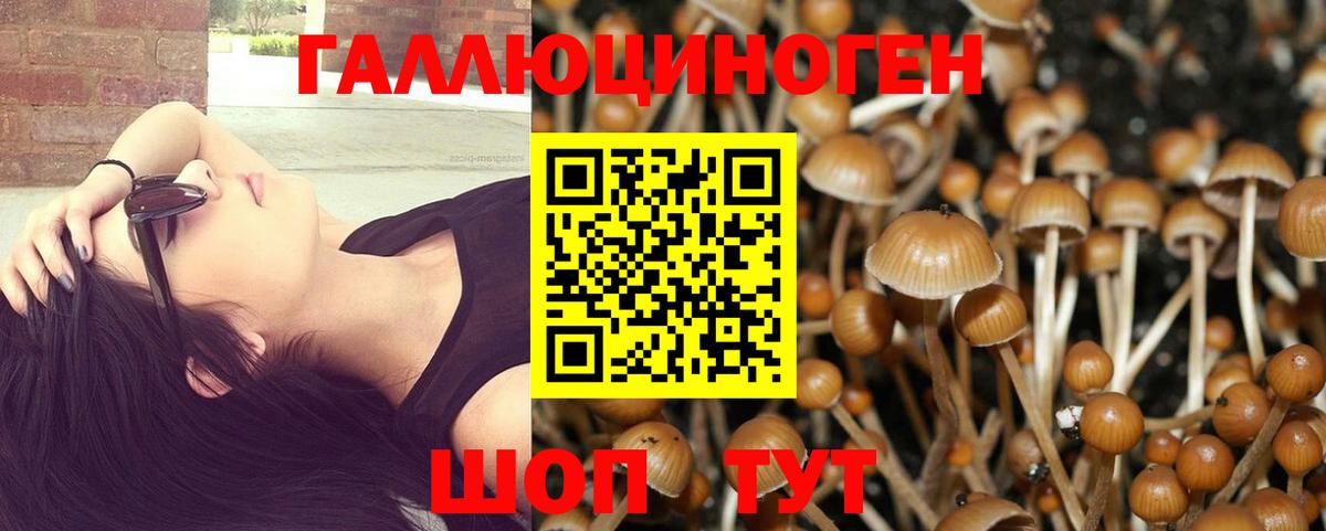 Псилоцибиновые грибы Psilocybe Балахна